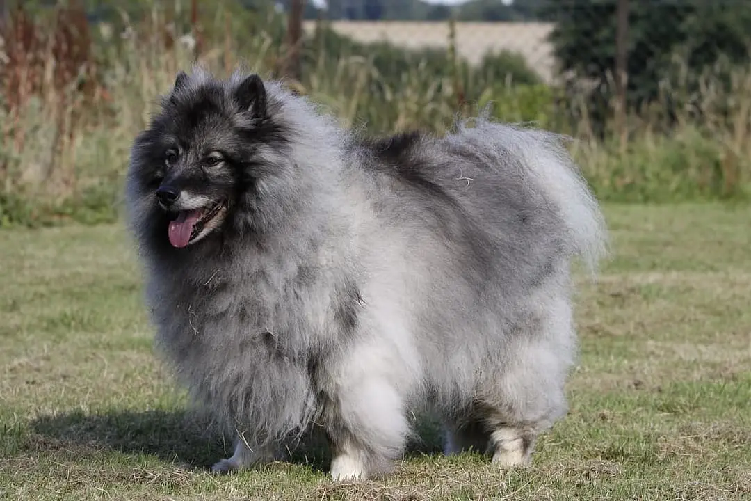 Keeshond