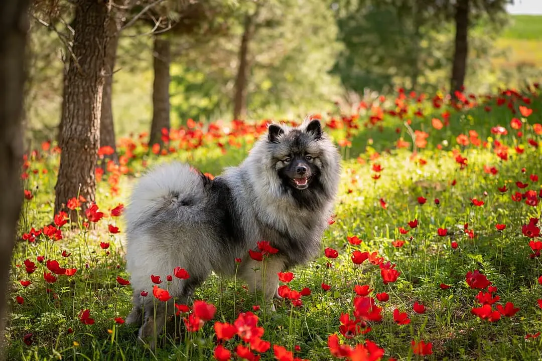Keeshond playing