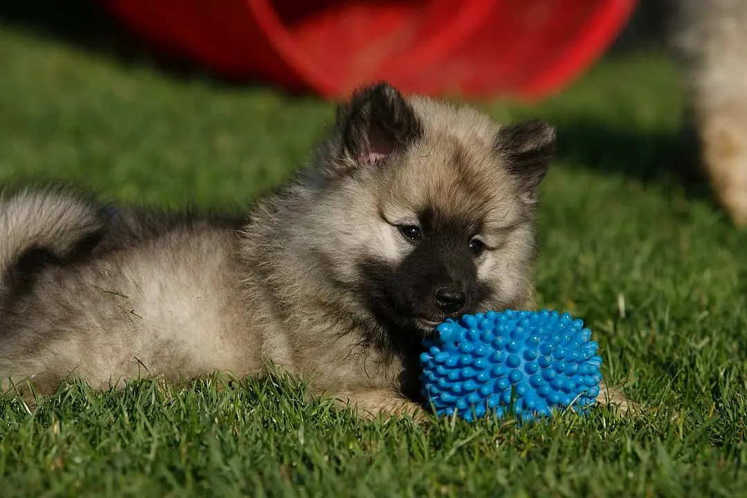 Keeshond with family