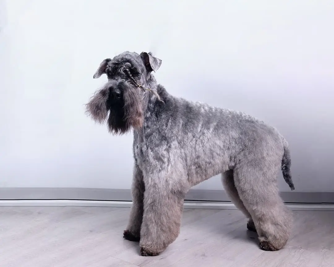 Kerry Blue Terrier dog breed