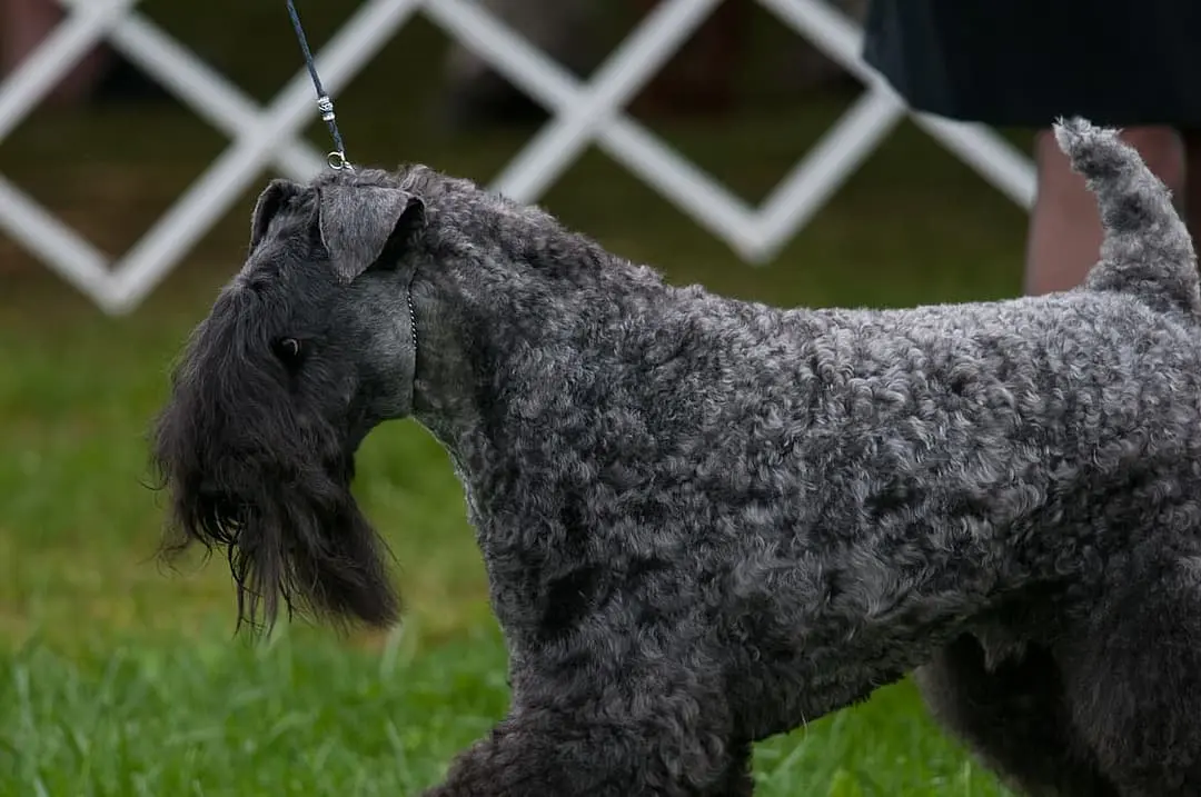 Kerry Blue Terrier playing