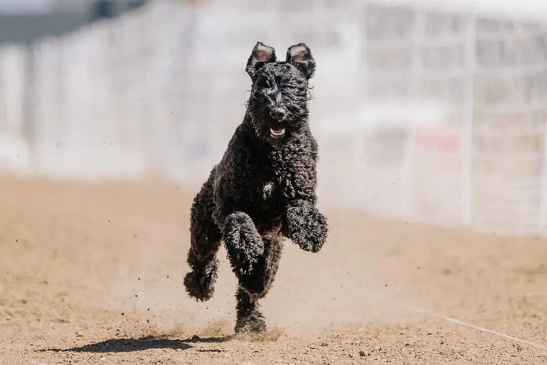 Kerry Blue Terrier with family
