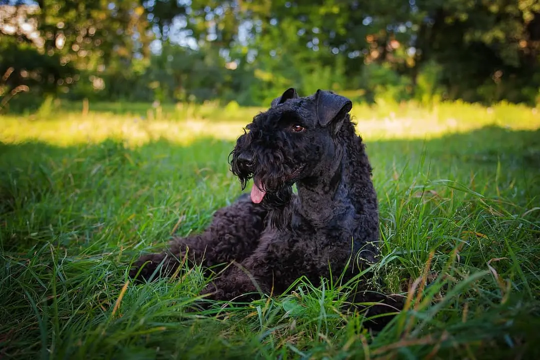 Kerry Blue Terrier