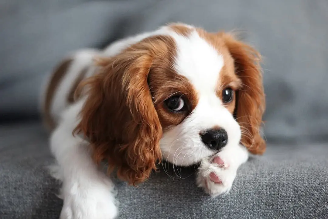 King Charles Spaniel dog breed