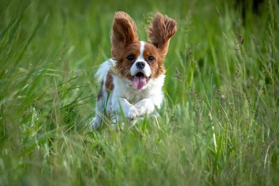 King Charles Spaniel playing