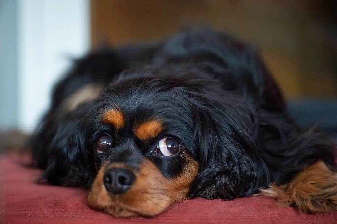 King Charles Spaniel