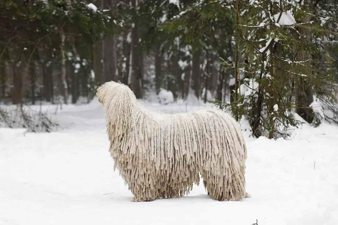 Komondor dog breed