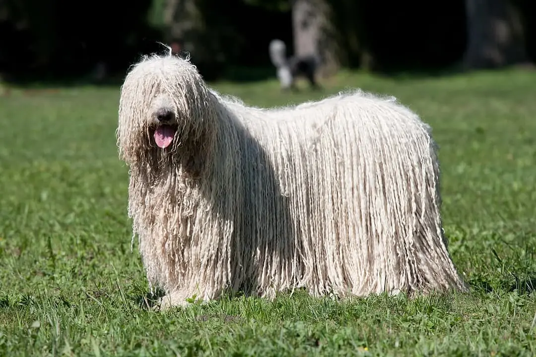 Komondor playing