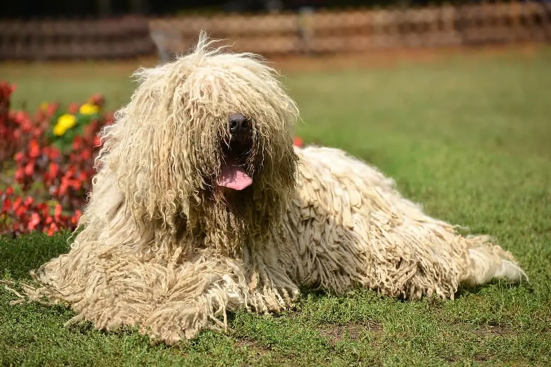 Komondor with family