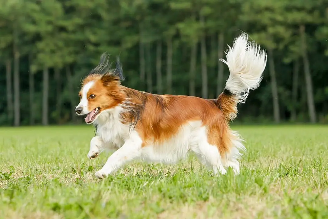 Kooikerhondje dog breed