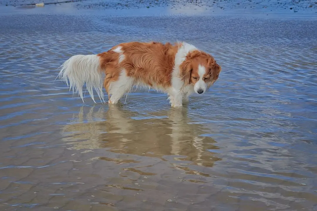 Kooikerhondje