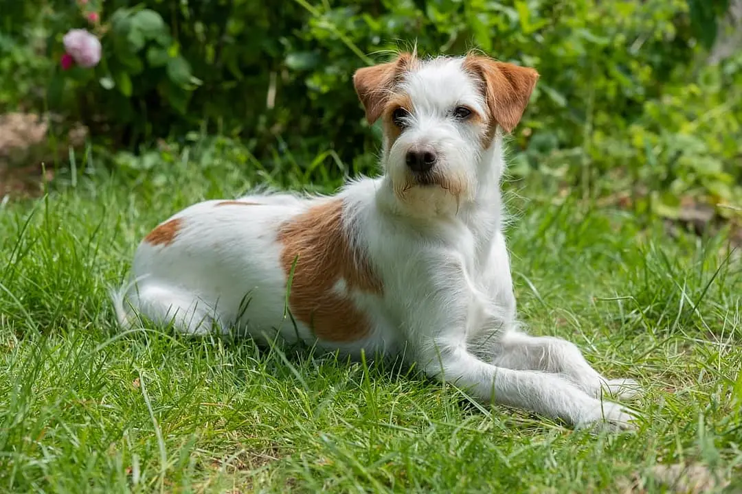 Kromfohrlander playing