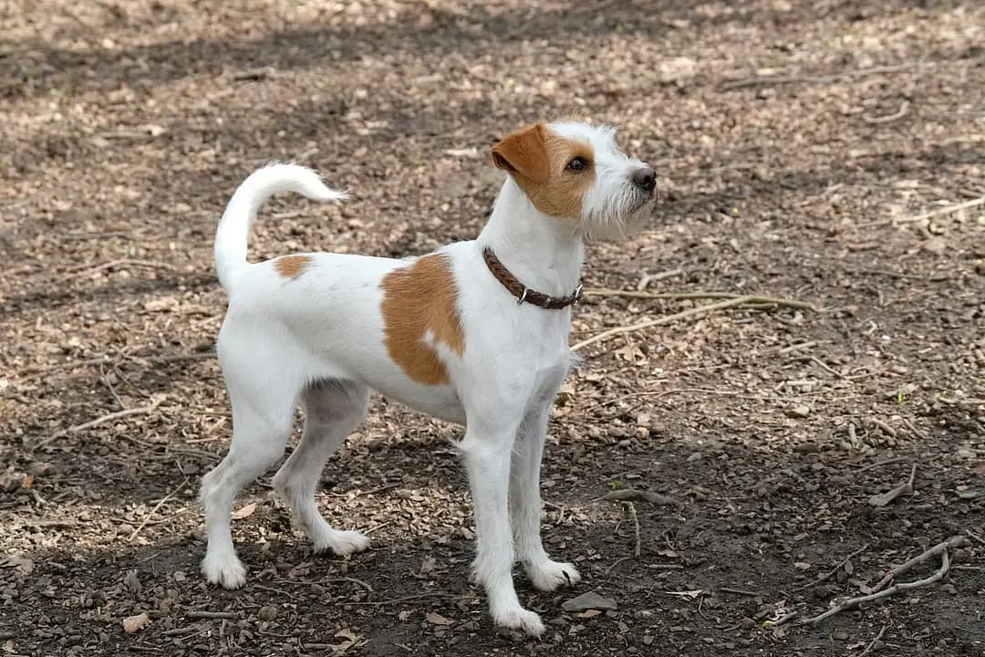 Kromfohrlander with family