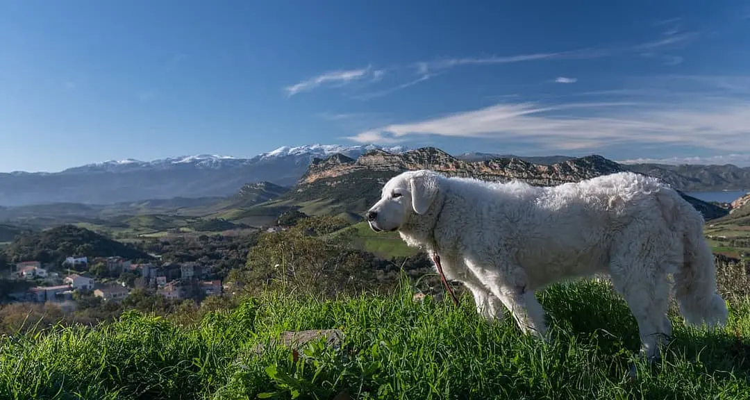 Kuvasz