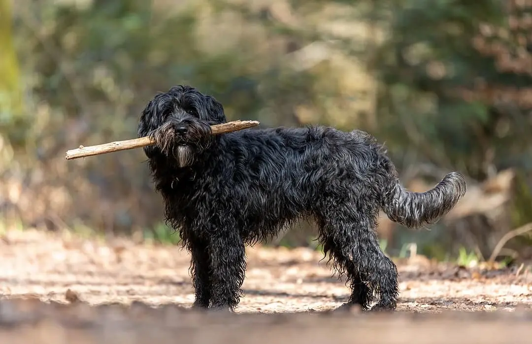 Labradoodle with family