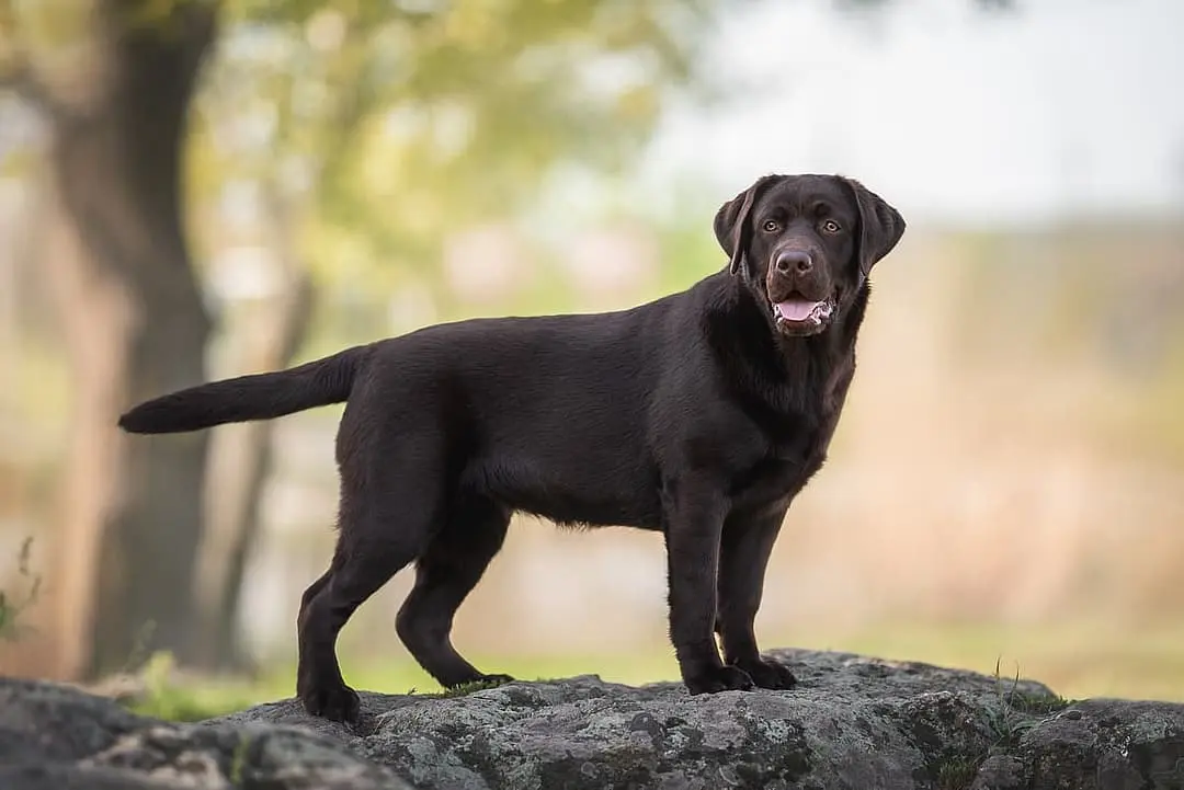 Labrador Retriever