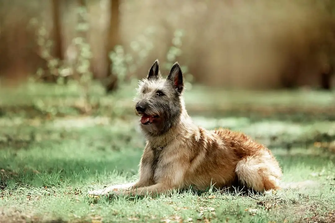 Laekense Herder dog breed