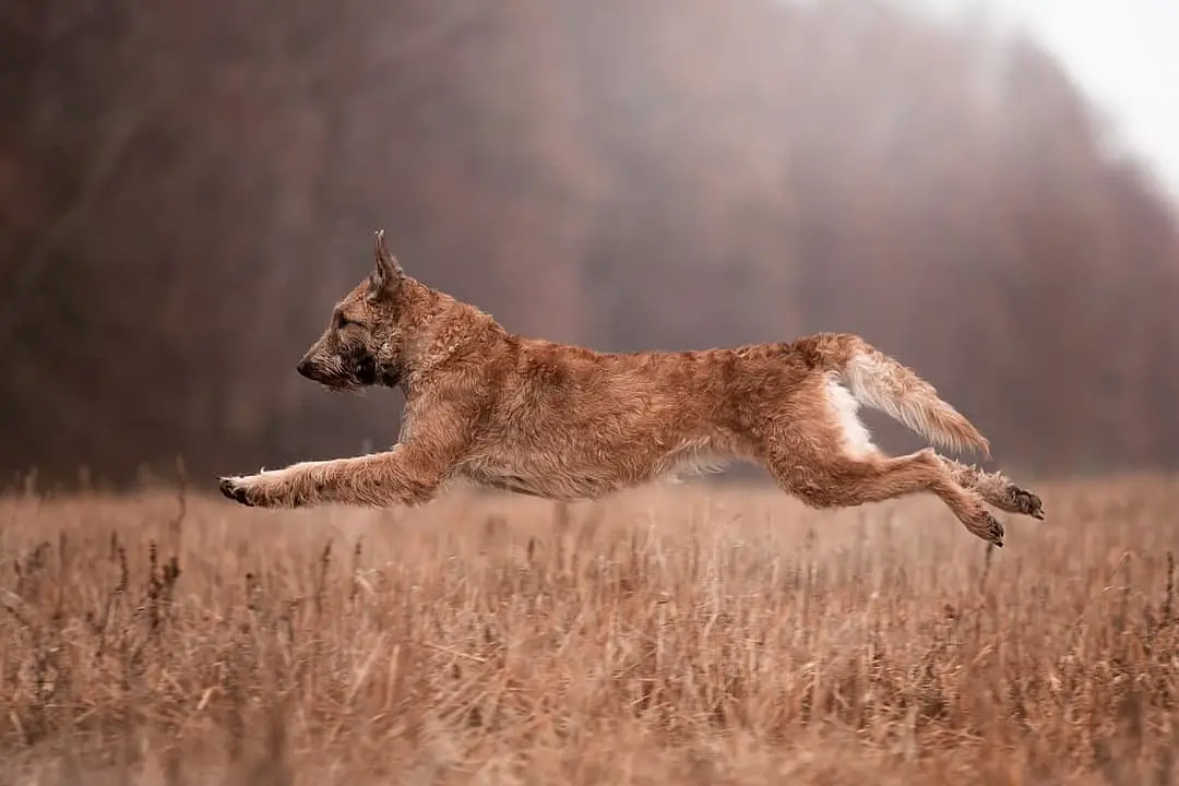 Laekense Herder playing