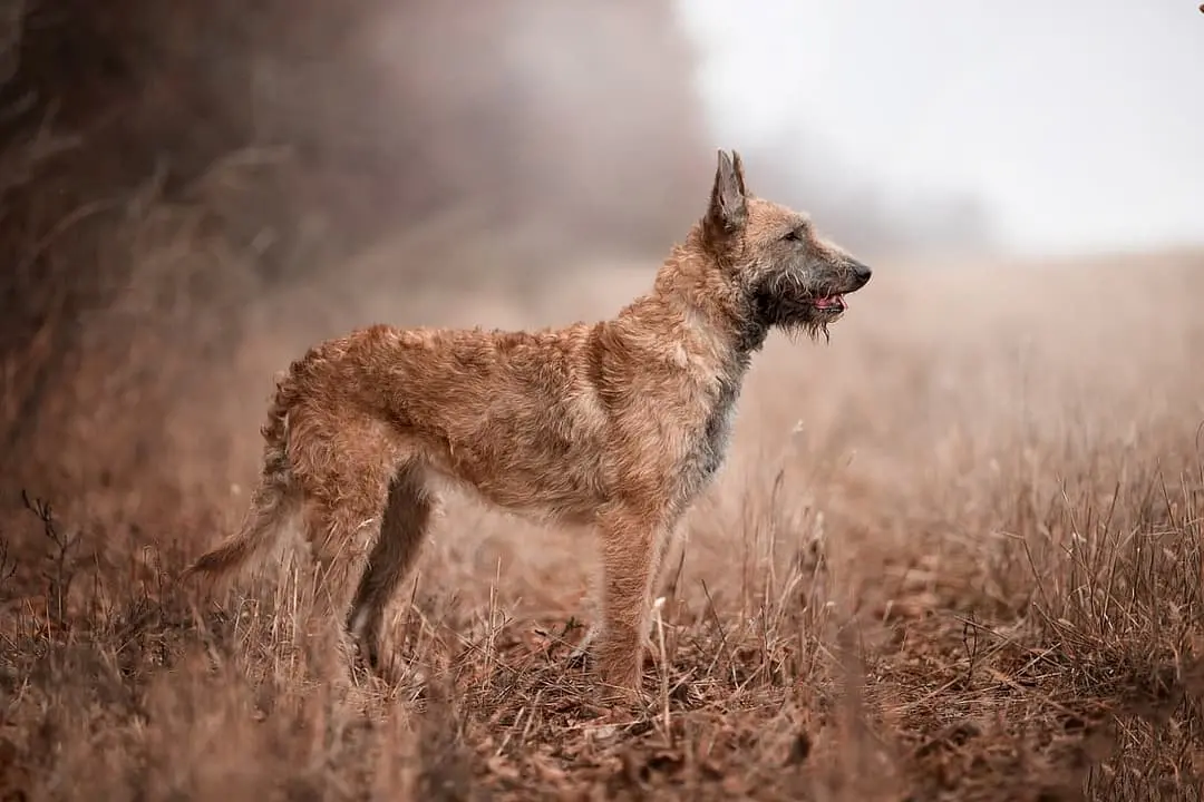 Laekense Herder with family