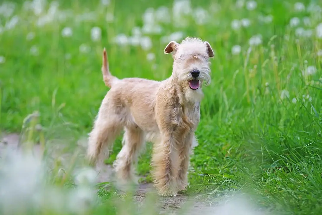 Lakeland Terrier dog breed