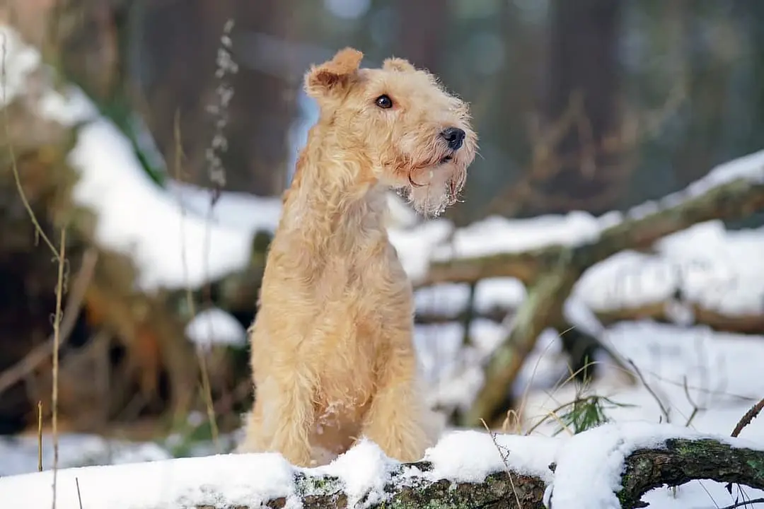 Lakeland Terrier playing