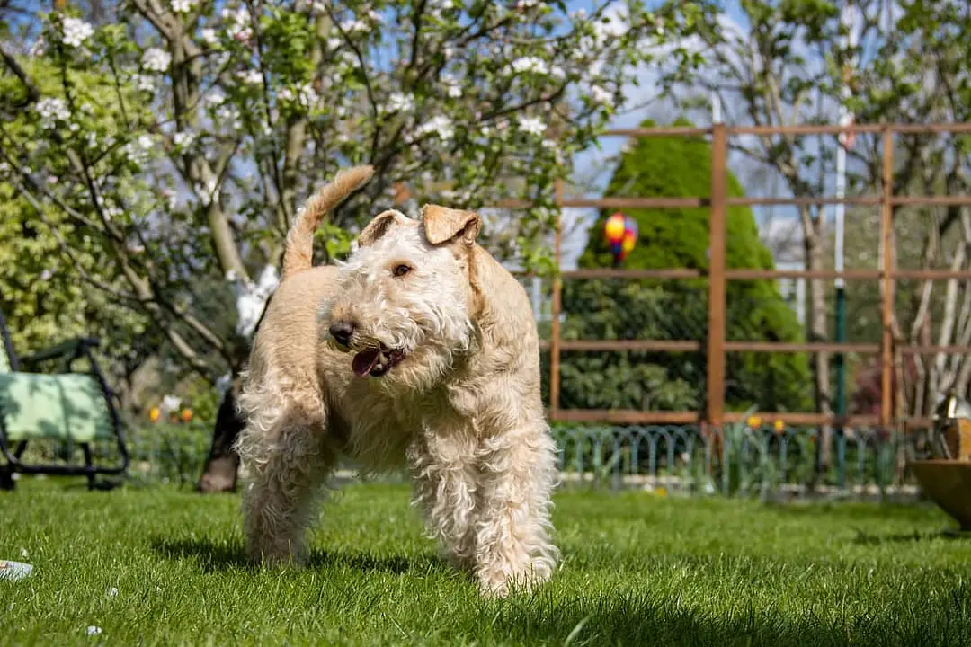 Lakeland Terrier