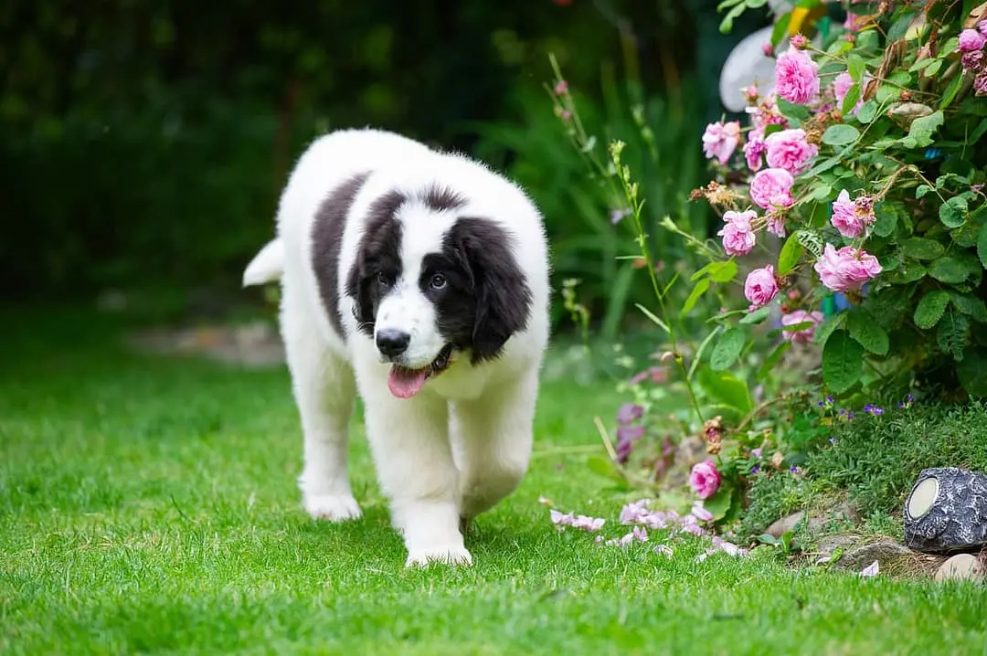 Landseer (ECT) playing