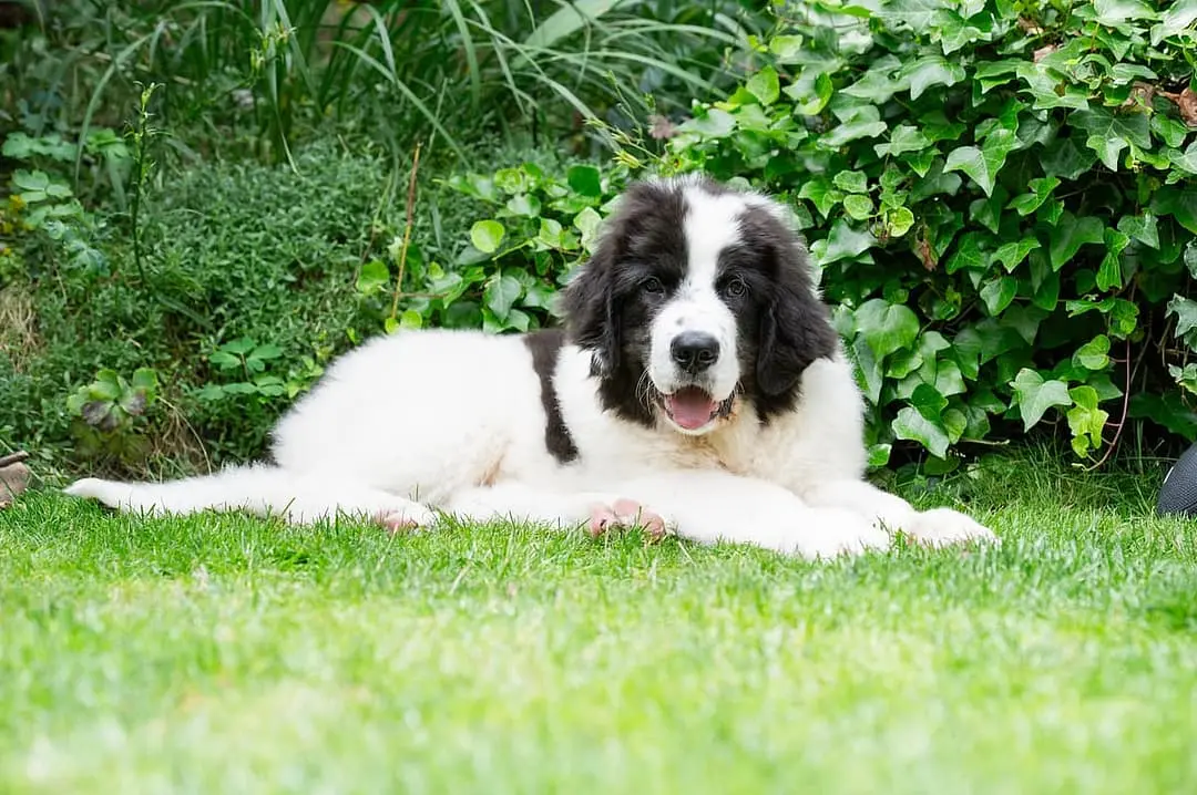 Landseer (ECT) with family