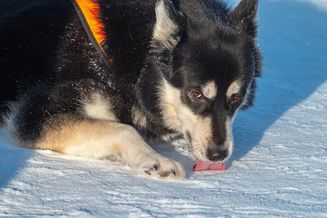 Laplandse Herdershond dog breed