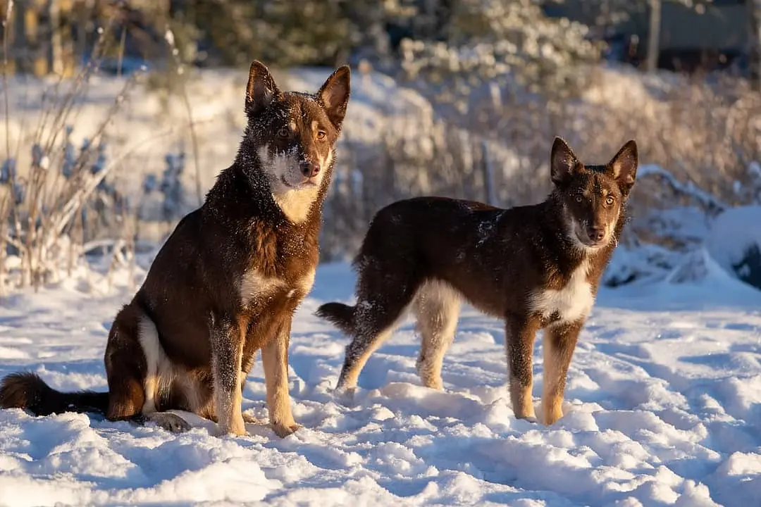 Laplandse Herdershond playing