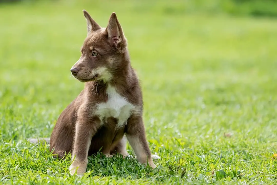 Laplandse Herdershond with family