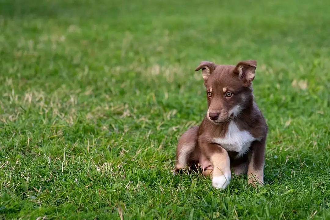 Laplandse Herdershond