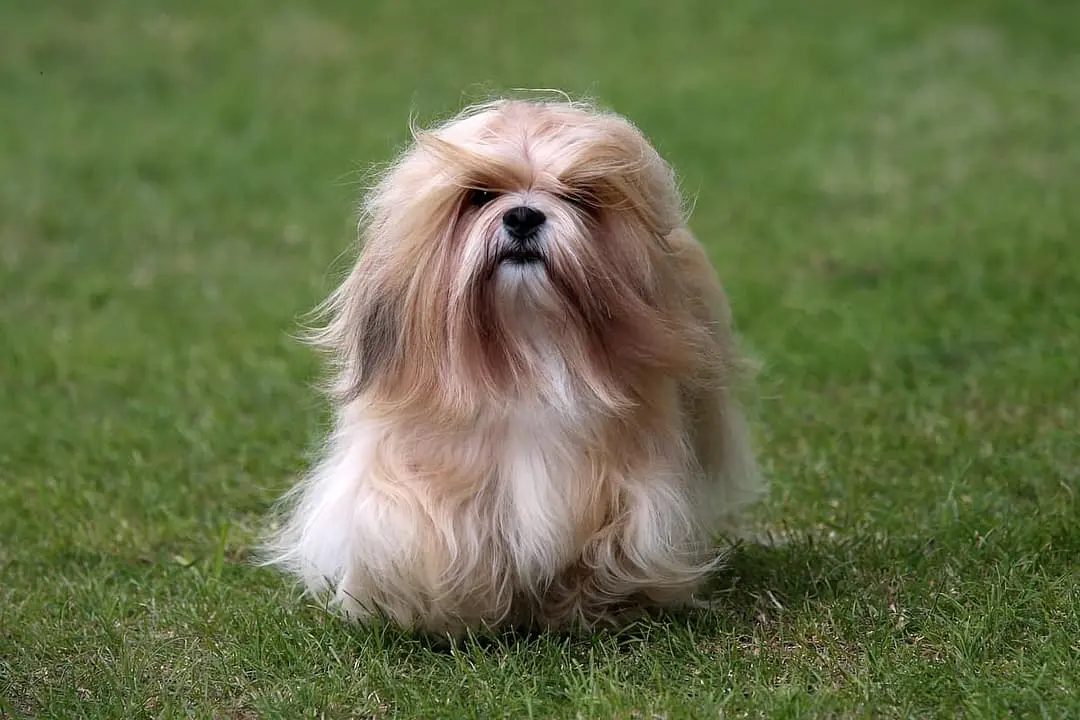 Lhasa Apso dog breed