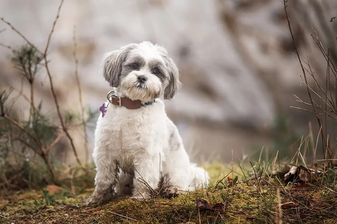 Lhasa Apso playing