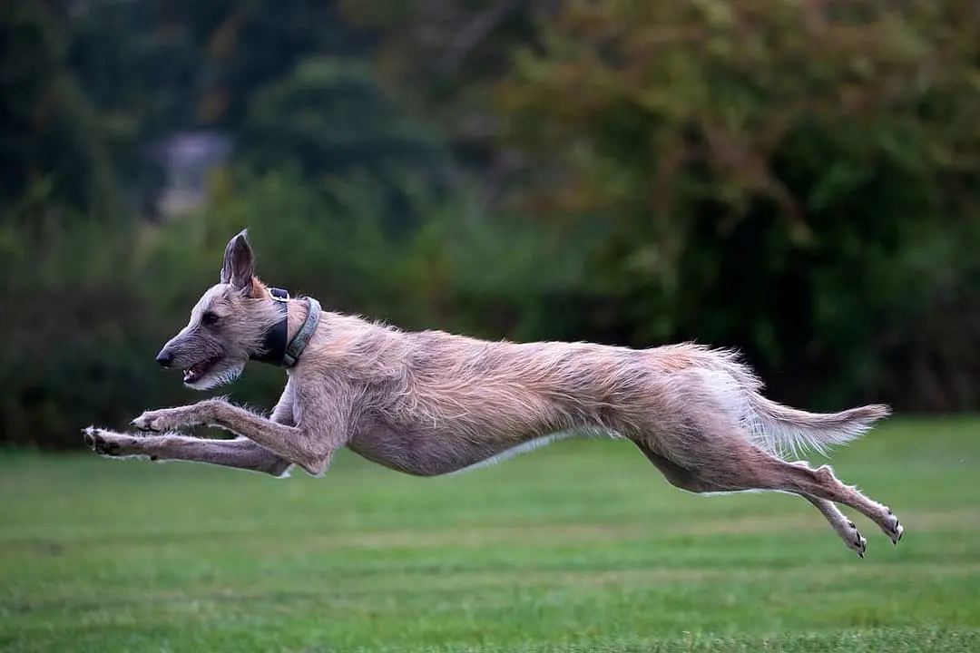 Lurcher dog breed