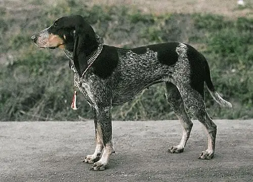 Luzerner Laufhund with family