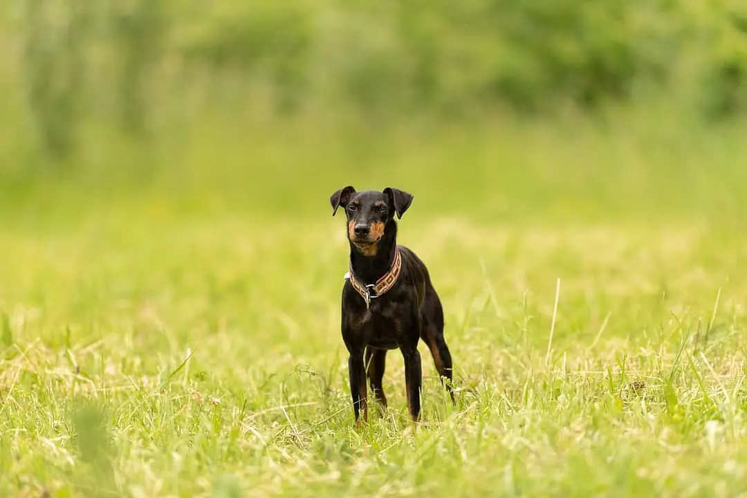 Manchester Terrier