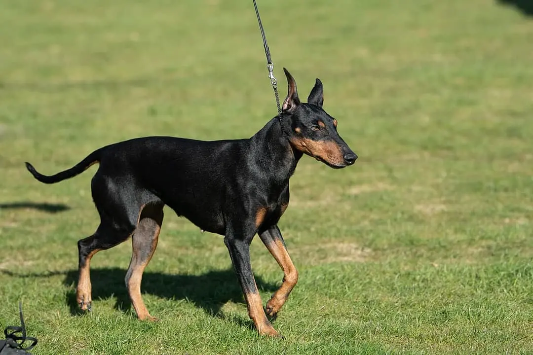 Manchester Terrier playing