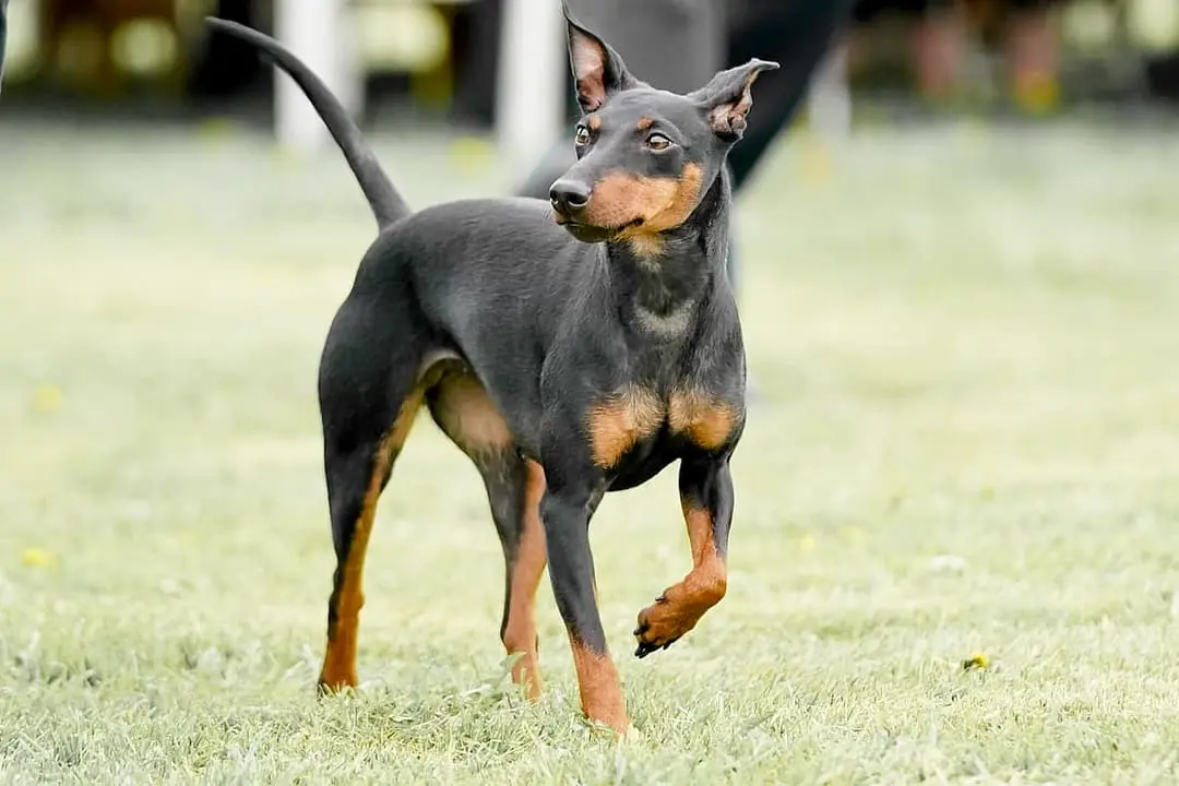 Manchester Terrier with family