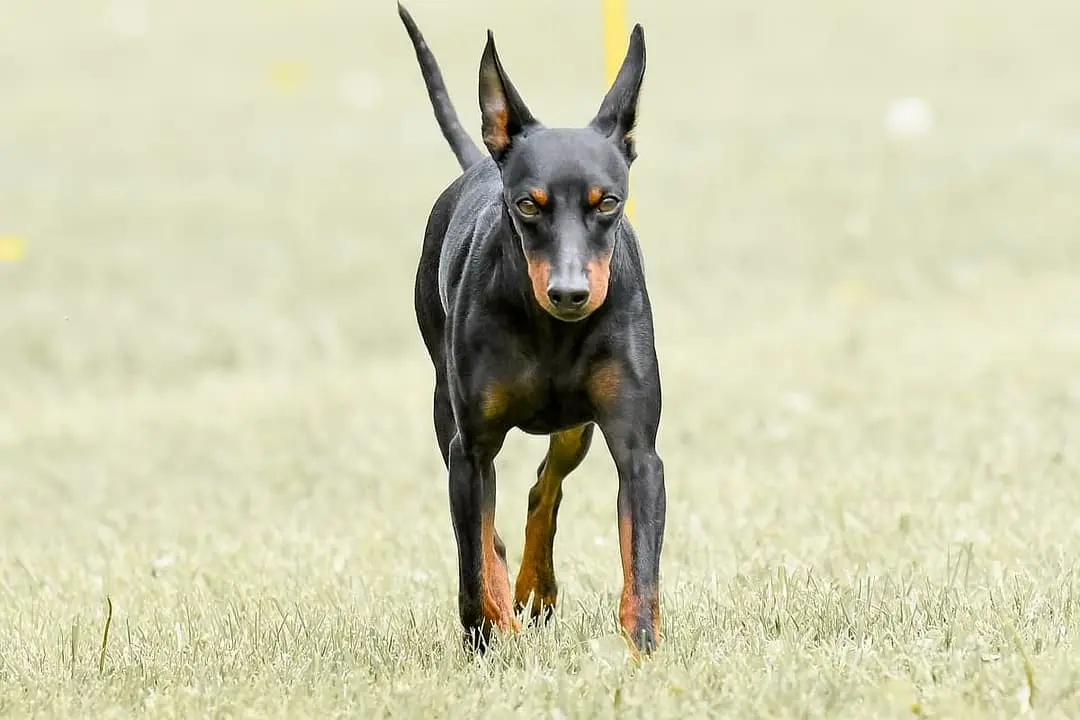 Manchester Terrier