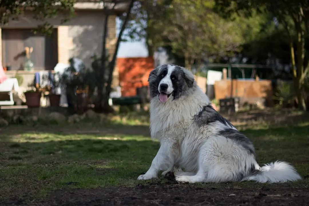Mastin de los Pirineos dog breed
