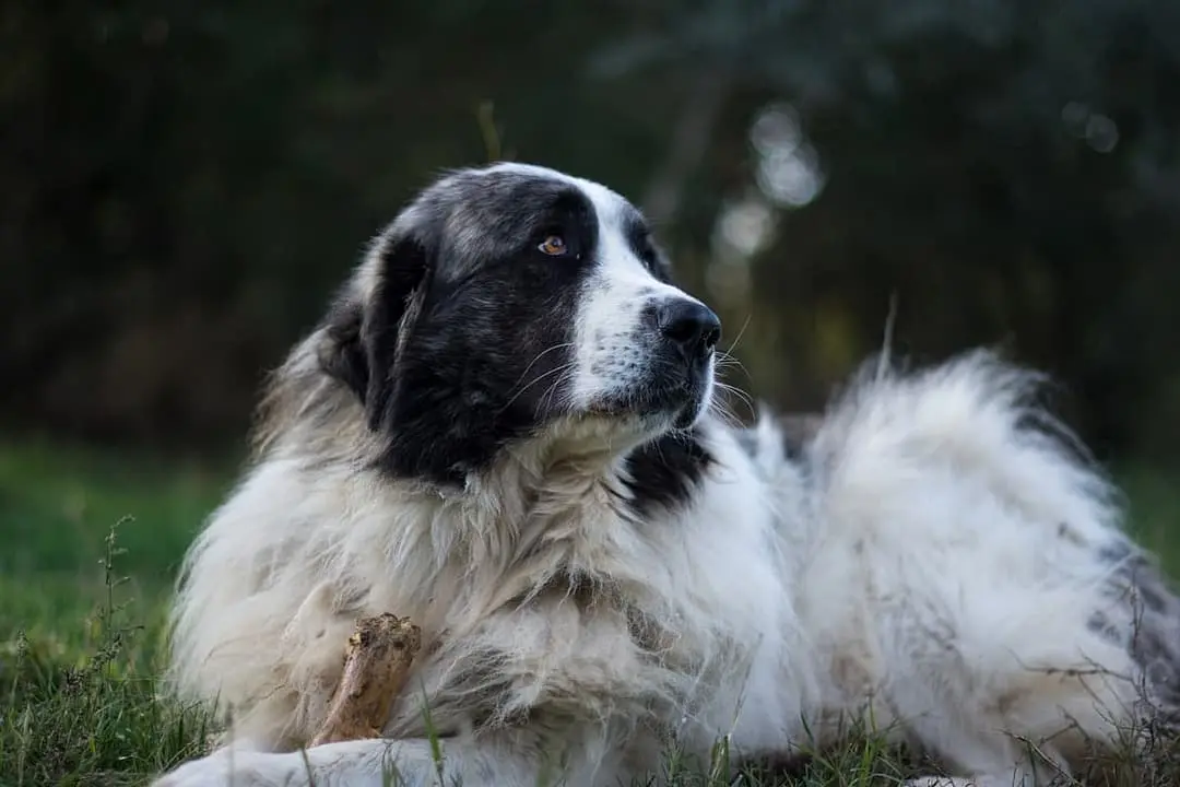 Mastin de los Pirineos