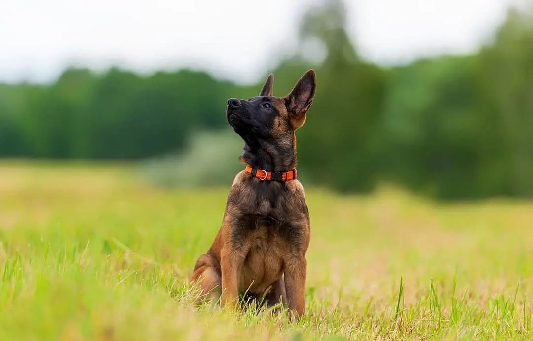 Mechelse Herder playing