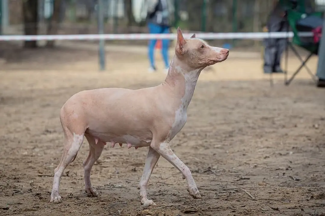 Mexicaanse Naakthond dog breed