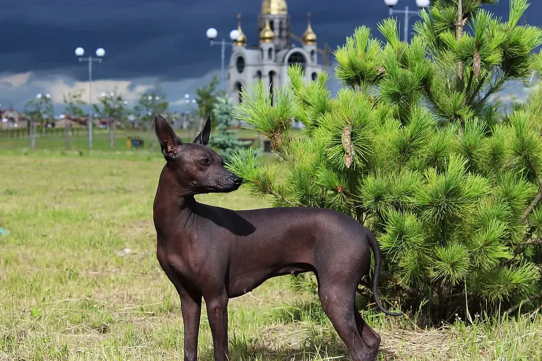 Mexicaanse Naakthond