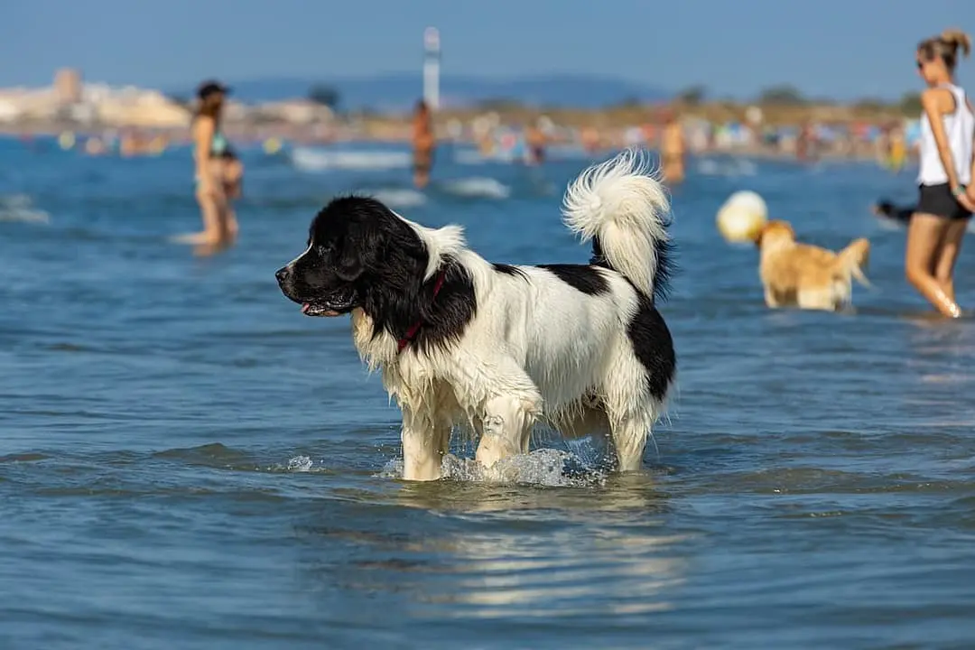 Newfoundlander with family