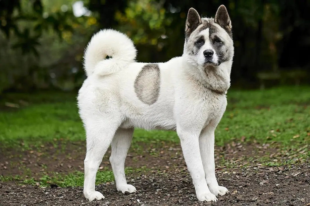 Noorse Buhund dog breed