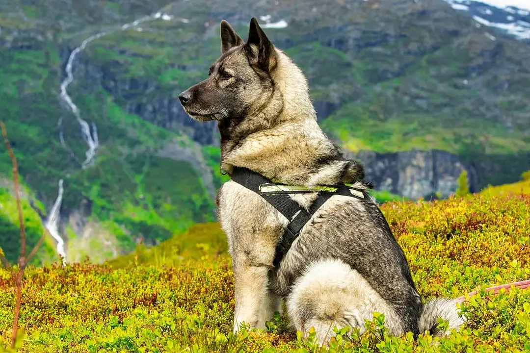 Noorse Elandhond playing