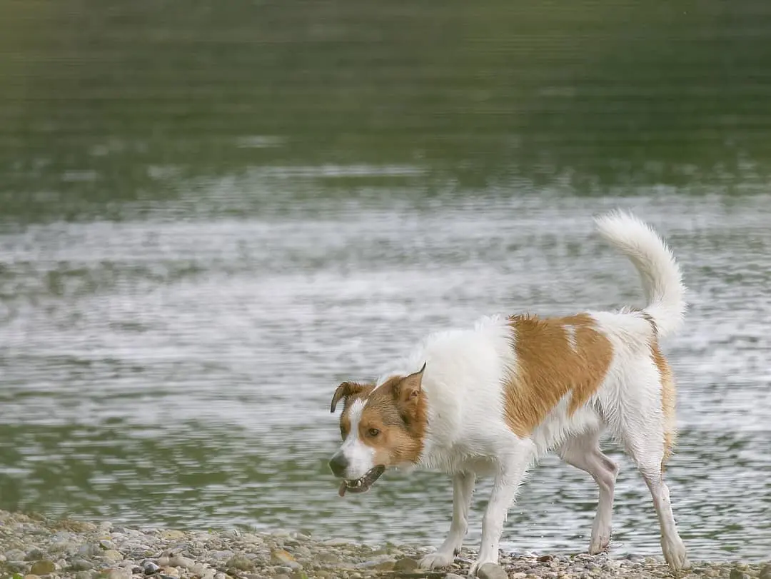 Norbottenspets dog breed