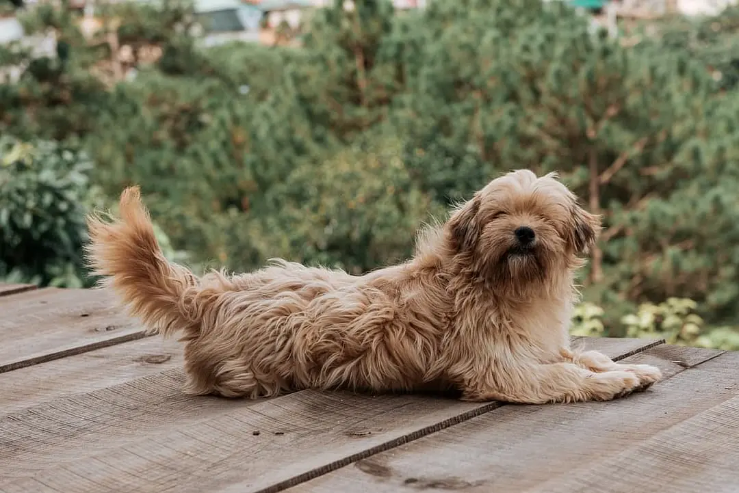 Norfolk Terrier